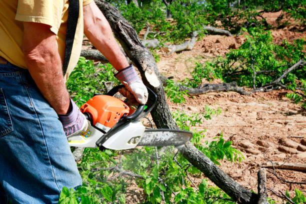 Best Tree Removal for Businesses  in USA